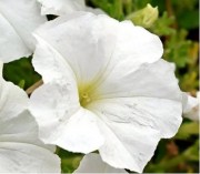 Petunia Capella White 1
